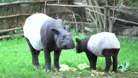 Tapir in the forest. Malayan tapir, Tapirus indicus, mother and young feeding in Stock Footage 164300823