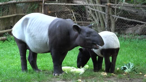 Tapir in the forest. Malayan tapir, Tapirus indicus, mother and young feeding in Vidéo 164301188
