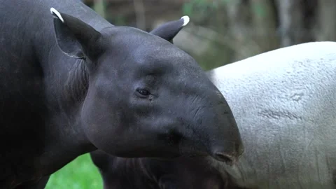 Tapir in the forest. Malayan tapir, Tapirus indicus, mother and young feeding in Stock Footage 164301761
