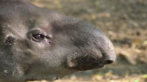 Tapir head close-up with open mouth Stock Footage 312631463