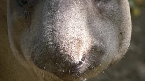 Tapir head close-up with open mouth Stock Footage 312631660