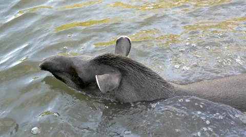 Tapir in a Lake Stock Footage 41871462