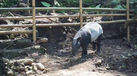 A tapir is looking for young leaves to eat Stock Photos