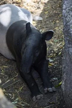 Tapir is lying in an aviary Stock Photos