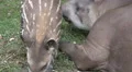 Tapir mother with young curious cute baby closeup HD Footage