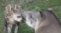 Tapir mother with young cute baby closeup HD Footage