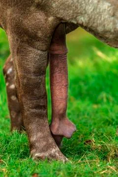 Tapir penis Foto stock