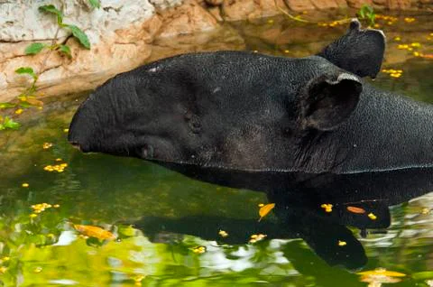 Tapir Foto stock