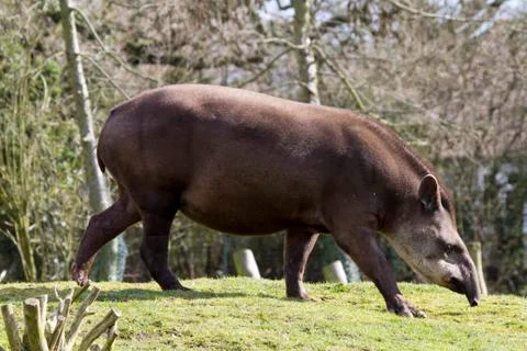 Tapir Stock Photos