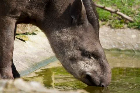 Tapir Stock Photos