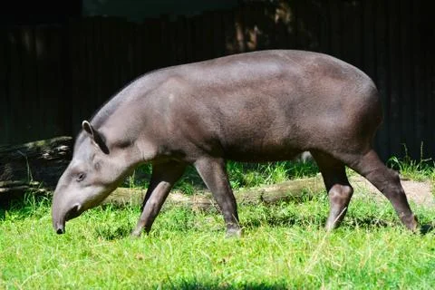 Tapir Stock Photos