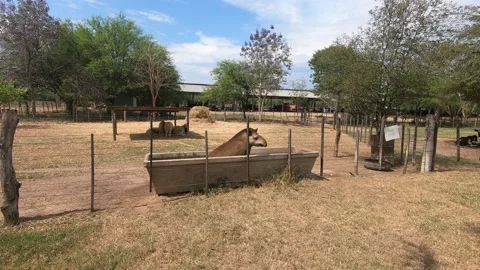 Tapir in the pool 2k  001 Stock Footage