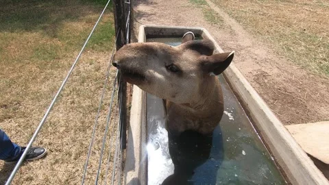 Tapir in the pool 2k  002 Video stock 156939548