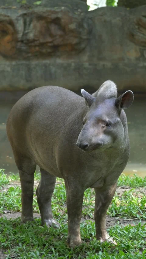 Tapir resting on forest ground Stock Footage 312631545