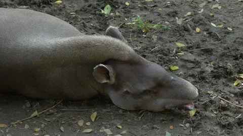 Tapir resting on forest ground Stock Footage 312631873