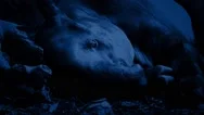 Tapir Resting In Jungle At Night Stock Footage