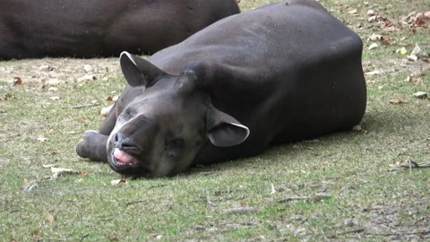 Tapir resting lying on the ground, Tapirus terrestris 库存影片 161621539
