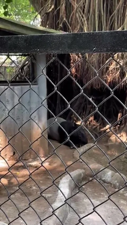 A tapir resting under a tree Stock Footage 286331197