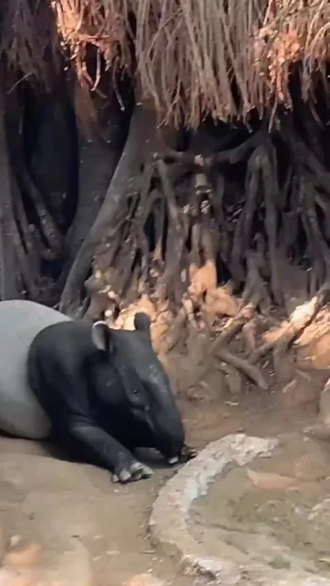 A tapir resting under a tree Stock Footage 286331450