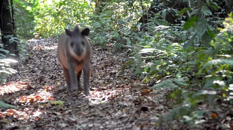 Tapir Running in a Jungle Stock Footage 41856795