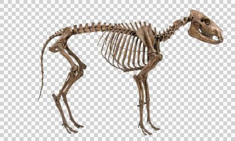 Tapir skeleton side view isolated on transparent background Fotos Stock