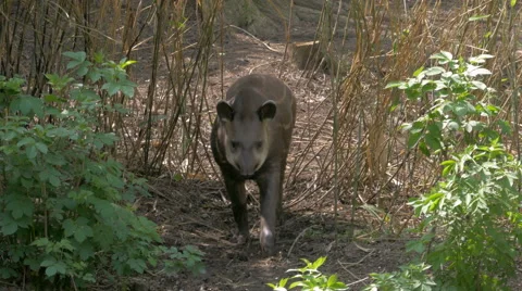 Tapir (Tapirus) walking in the bushes. Stock Footage