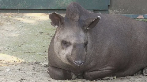 Tapir (Tapirus) at zoo Stock Footage 79631186