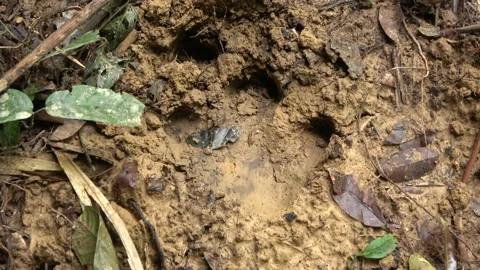 Tapir track, Malaysia Stock Footage 140834644