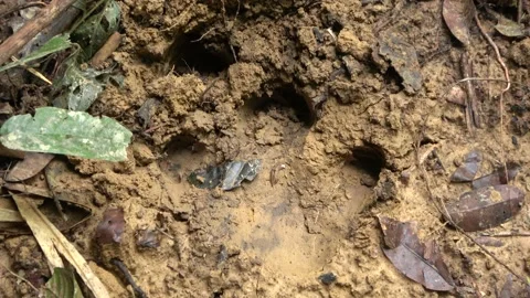 Tapir track, Malaysia Stock Footage 140834645