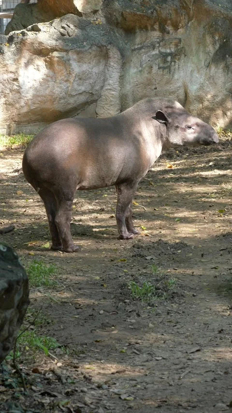 Tapir walking in enclosure on green grass Stock Footage 312631629