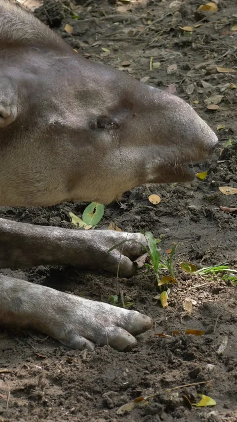 Tapir walking in enclosure on green grass Stock Footage 312631716