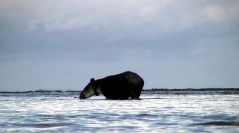 Tapir in water Video stock 8840845