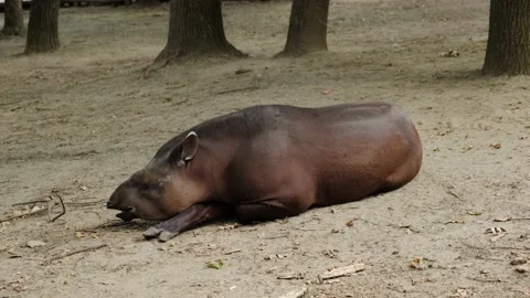 Tapir in the zoo Stock Footage 137653467