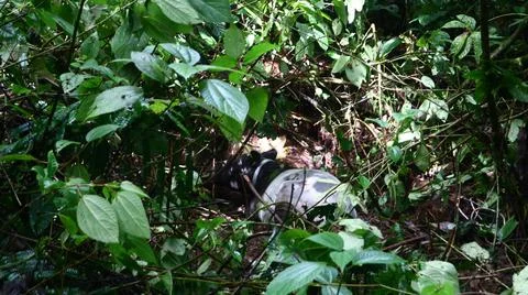 Tapirus indicus 写真素材