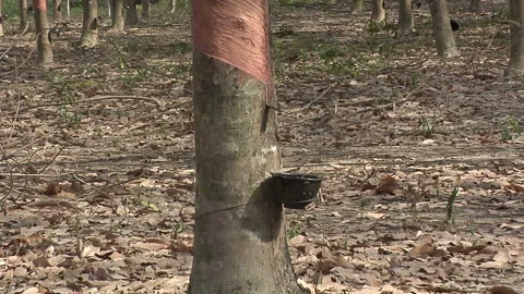 Tapped Rubber Tree_______Tapped Rubber Tree____ 스톡 동영상 327894199