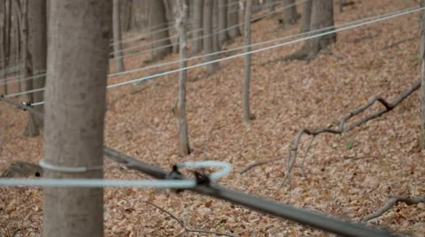 Tapped trees at a commercial maple syrup company in New England. Stock Footage 58882822