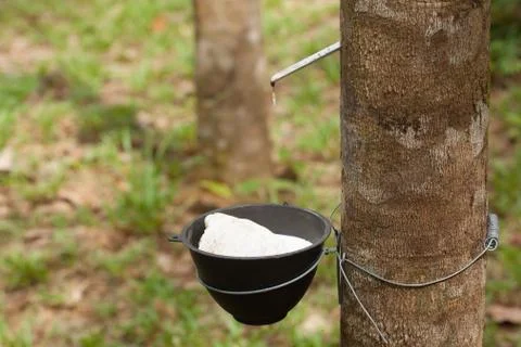 Tapping latex Stock Photos