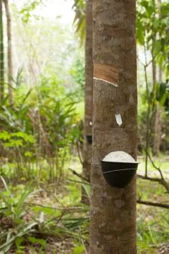 Tapping latex Stock Photos