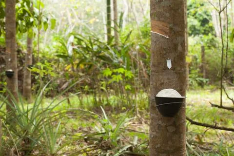 Tapping latex Stock Photos