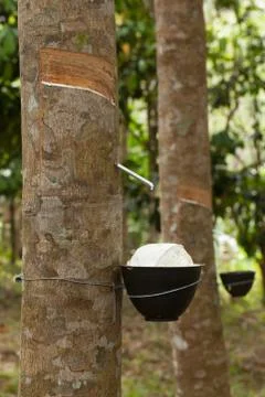 Tapping latex Stock Photos