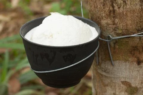 Tapping latex Stock Photos