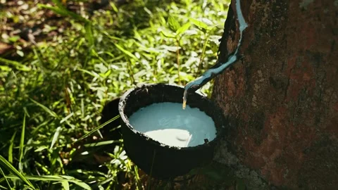 Tapping latex rubber tree at asia Thailand Video stock 254281325