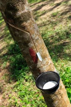 Tapping latex from a rubber tree closeup Stock Photos