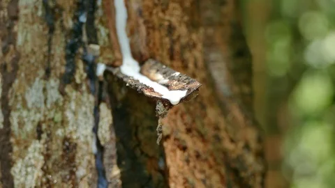 Tapping latex from a rubber tree Video stock 87501644