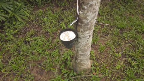 Tapping latex from a rubber tree in Malaysia 4K slow-motion Video stock 256863300