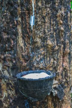 Tapping latex from a rubber tree 스톡 사진