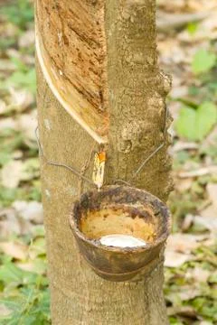 Tapping latex from a rubber tree Stock Photos