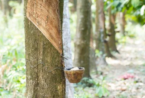Tapping latex from a rubber tree Stock Photos