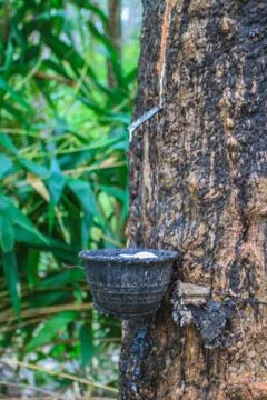 Tapping latex from a rubber tree 스톡 사진