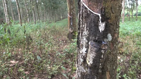 Tapping latex from a rubber tree on plantation in East Java, Indonesia Video stock 78570125
